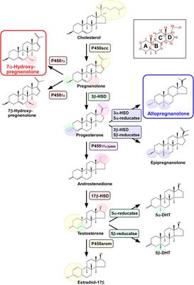 Pineal Neurosteroids: Biosynthesis and Physiological Functions